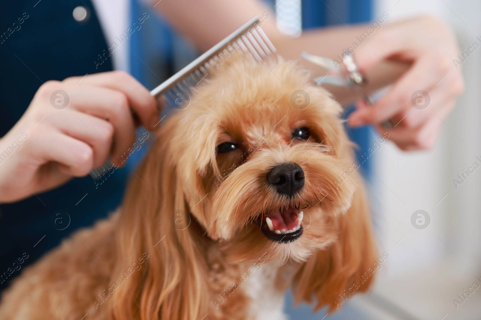 Woman cutting dog's hair with scissors indoors, closeup. Pet grooming Photo of Woman cutting dog's hair with scissors indoors, closeup. Pet grooming