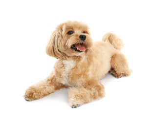 Photo of Cute Maltipoo dog on white background. Lovely pet