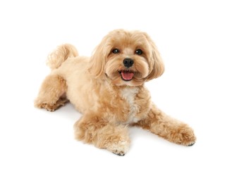 Photo of Cute Maltipoo dog on white background. Lovely pet