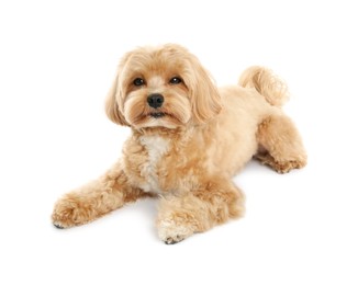 Photo of Cute Maltipoo dog on white background. Lovely pet