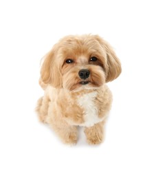 Photo of Cute Maltipoo dog on white background. Lovely pet