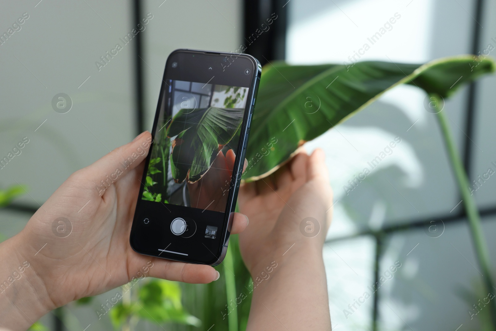 Photo of Woman scanning houseplant with smartphone to identify disease indoors, closeup