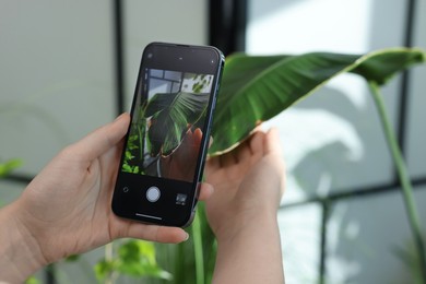 Woman scanning houseplant with smartphone to identify disease indoors, closeup