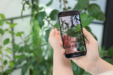 Photo of Woman using houseplant recognition application on smartphone indoors, closeup. Space for text