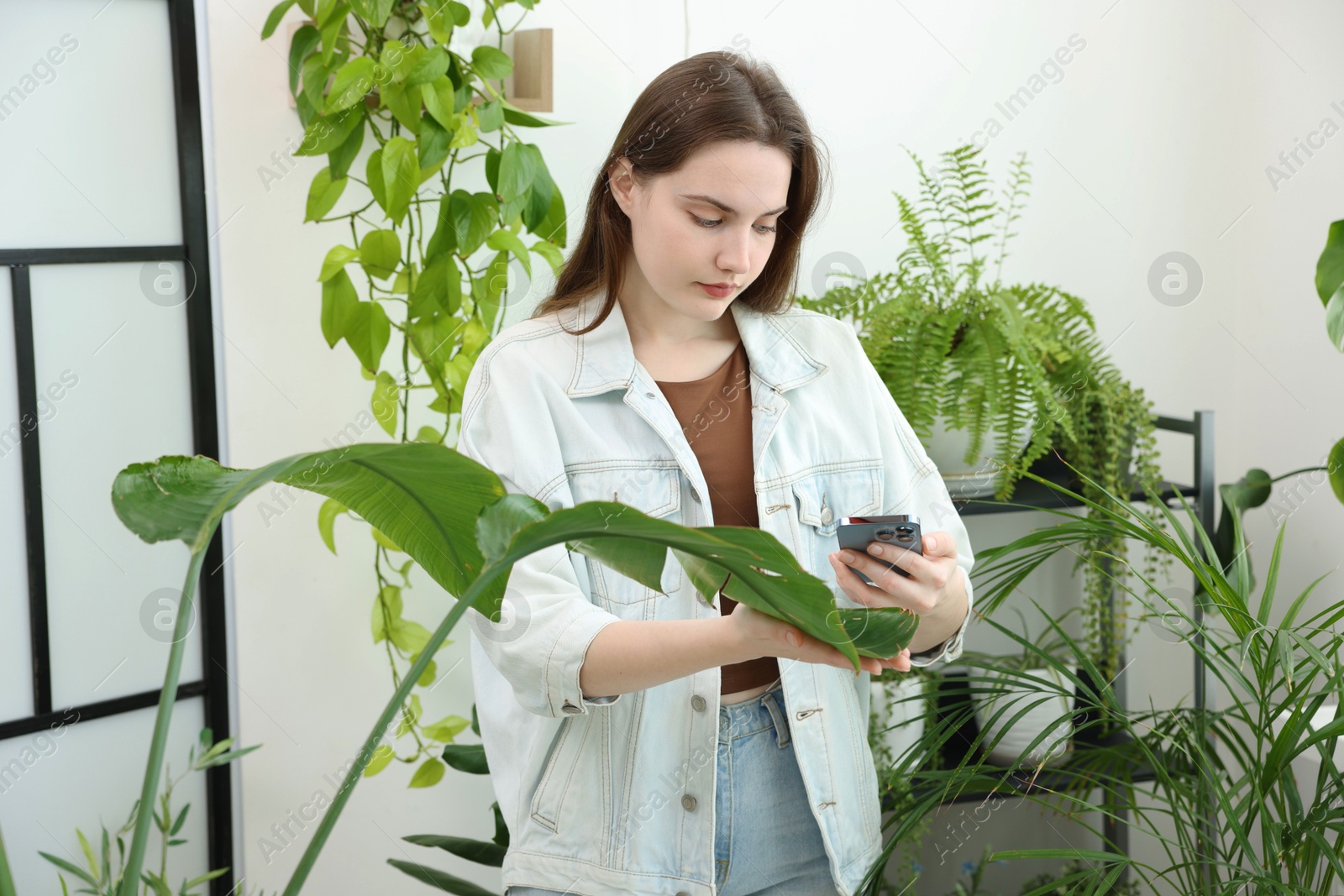 Photo of Woman using houseplant recognition application on smartphone indoors