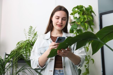 Photo of Woman using houseplant recognition application on smartphone indoors