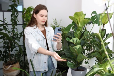 Woman using houseplant recognition application on smartphone indoors