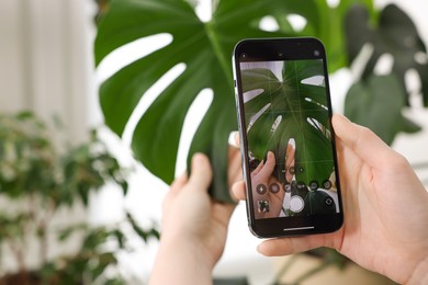 Photo of Woman using houseplant recognition application on smartphone indoors, closeup