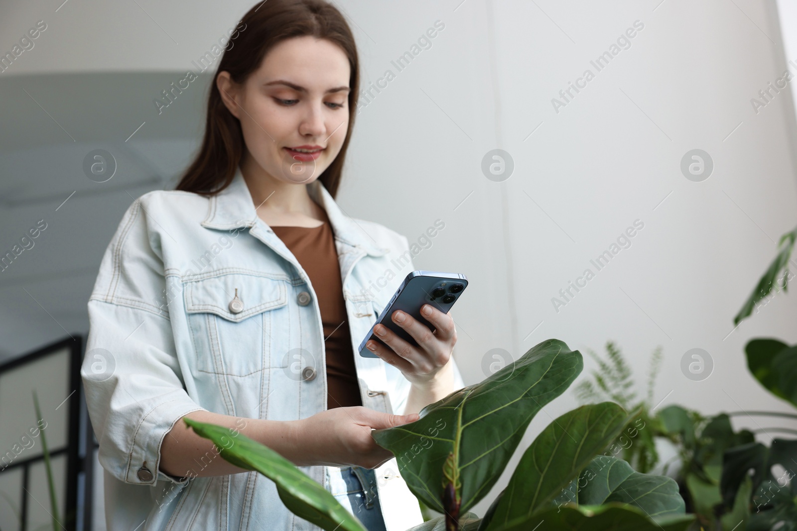 Photo of Woman using houseplant recognition application on smartphone indoors. Space for text