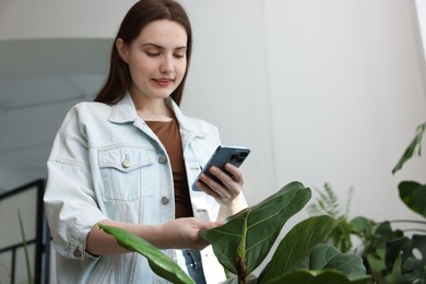 Woman using houseplant recognition application on smartphone indoors. Space for text