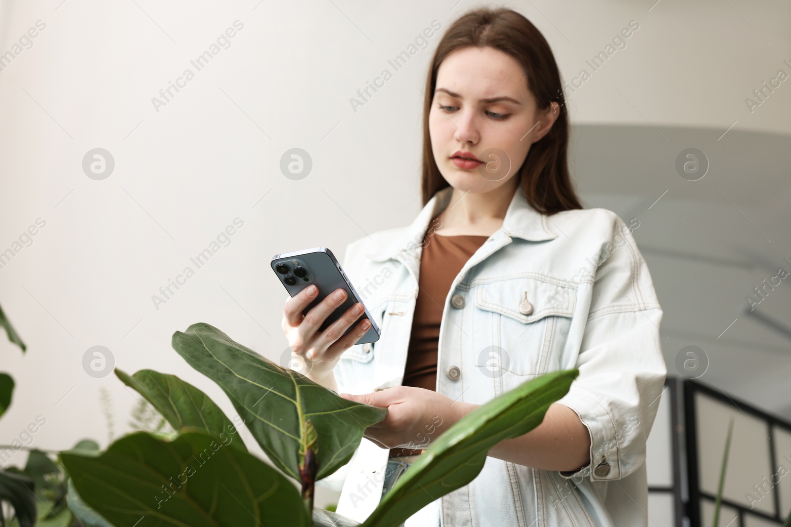 Photo of Woman using houseplant recognition application on smartphone indoors. Space for text