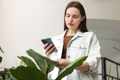 Woman using houseplant recognition application on smartphone indoors. Space for text