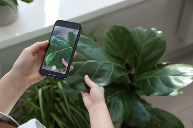 Photo of Woman using houseplant recognition application on smartphone indoors, closeup