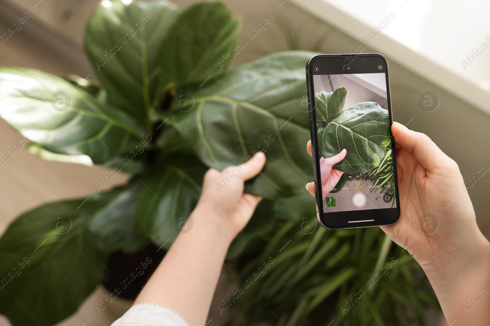 Photo of Woman using houseplant recognition application on smartphone indoors, closeup