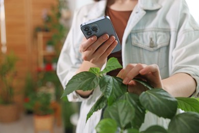 Photo of Woman using houseplant recognition application on smartphone indoors, closeup