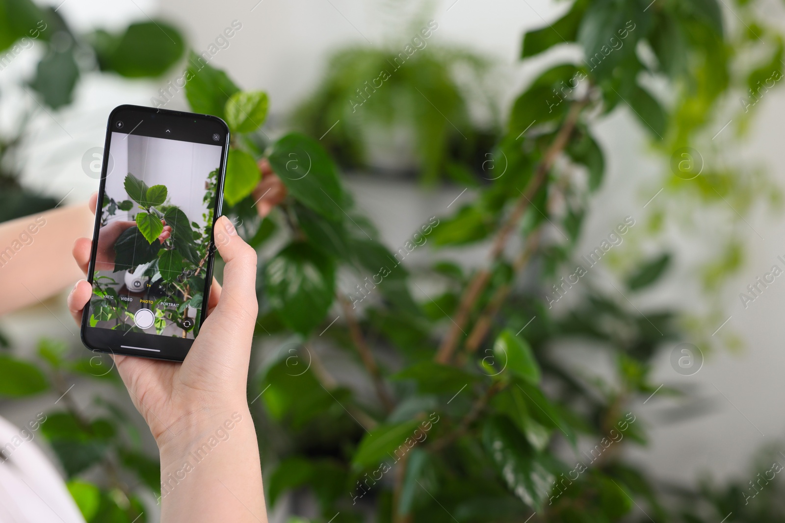 Photo of Woman using houseplant recognition application on smartphone indoors, closeup. Space for text