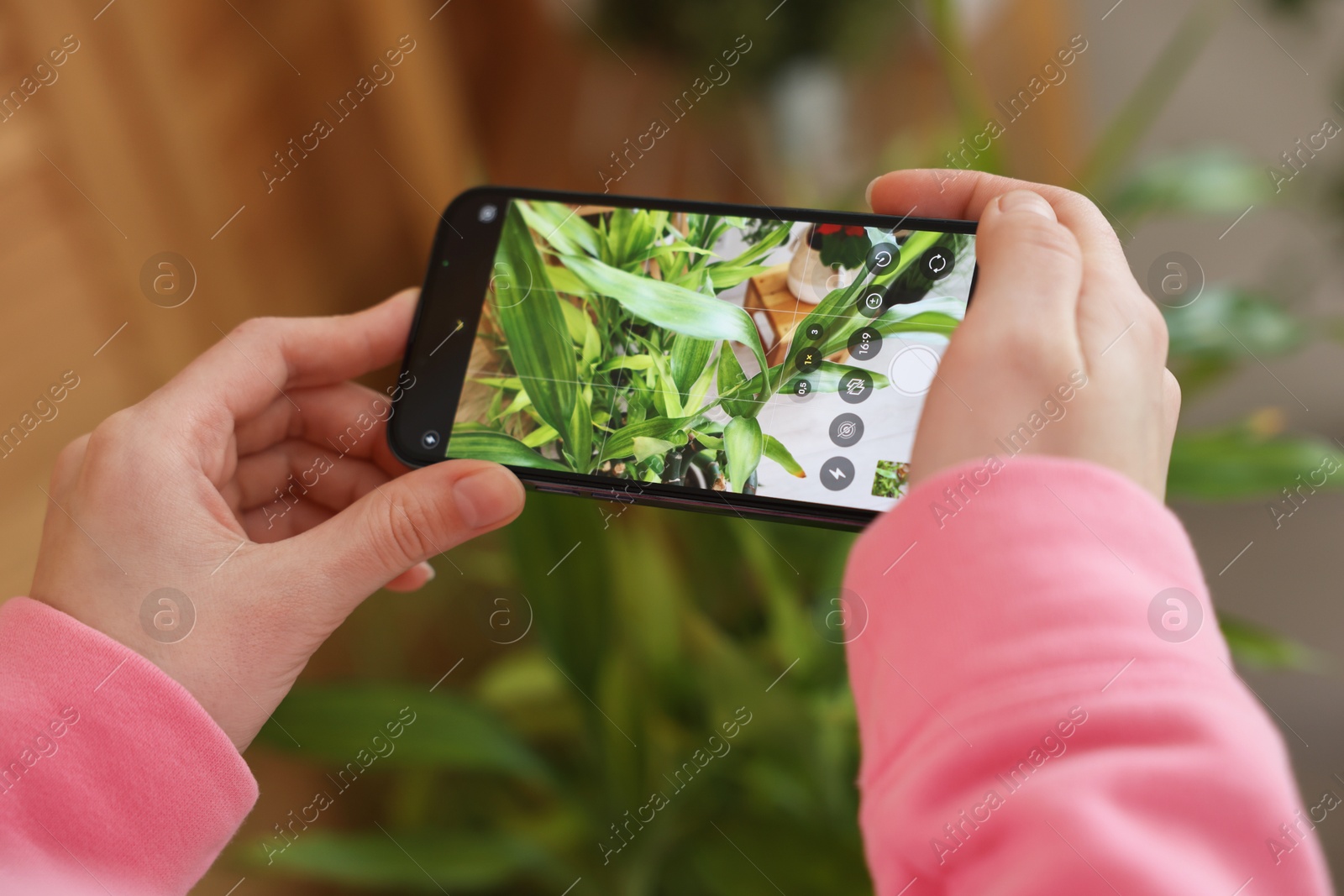 Photo of Woman using houseplant recognition application on smartphone indoors, closeup