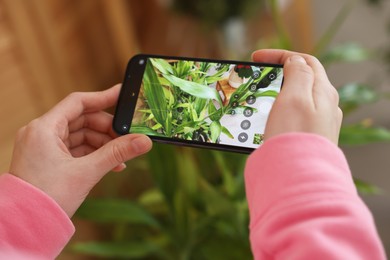 Woman using houseplant recognition application on smartphone indoors, closeup