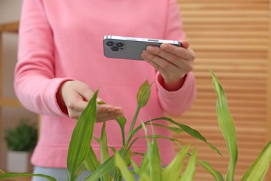 Photo of Woman using houseplant recognition application on smartphone indoors, closeup