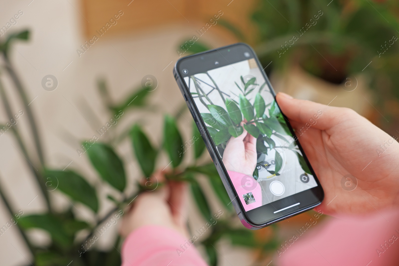 Photo of Woman using houseplant recognition application on smartphone indoors, closeup. Space for text