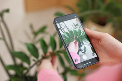 Photo of Woman using houseplant recognition application on smartphone indoors, closeup. Space for text