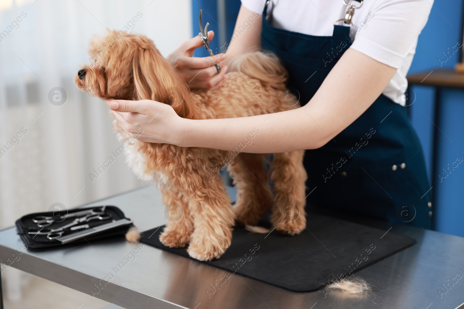 Woman cutting dog's hair with scissors indoors, closeup. Pet grooming Photo of Woman cutting dog's hair with scissors indoors, closeup. Pet grooming