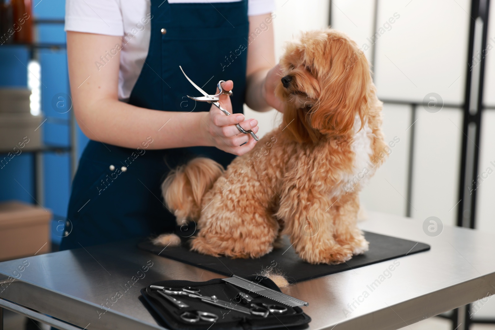 Woman cutting dog's hair with scissors indoors, closeup. Pet grooming Photo of Woman cutting dog's hair with scissors indoors, closeup. Pet grooming