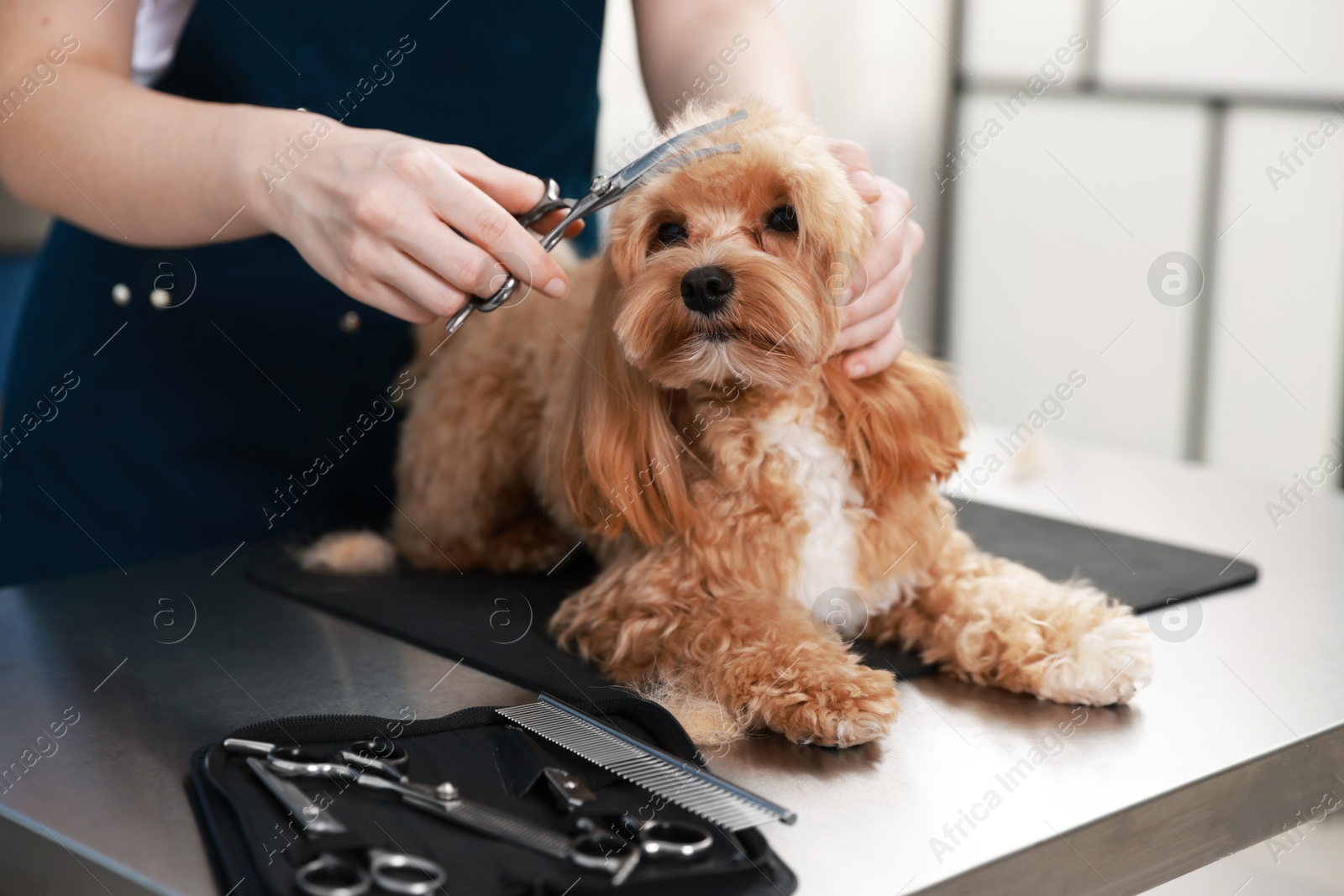 Woman cutting dog's hair with scissors indoors, closeup. Pet grooming Photo of Woman cutting dog's hair with scissors indoors, closeup. Pet grooming