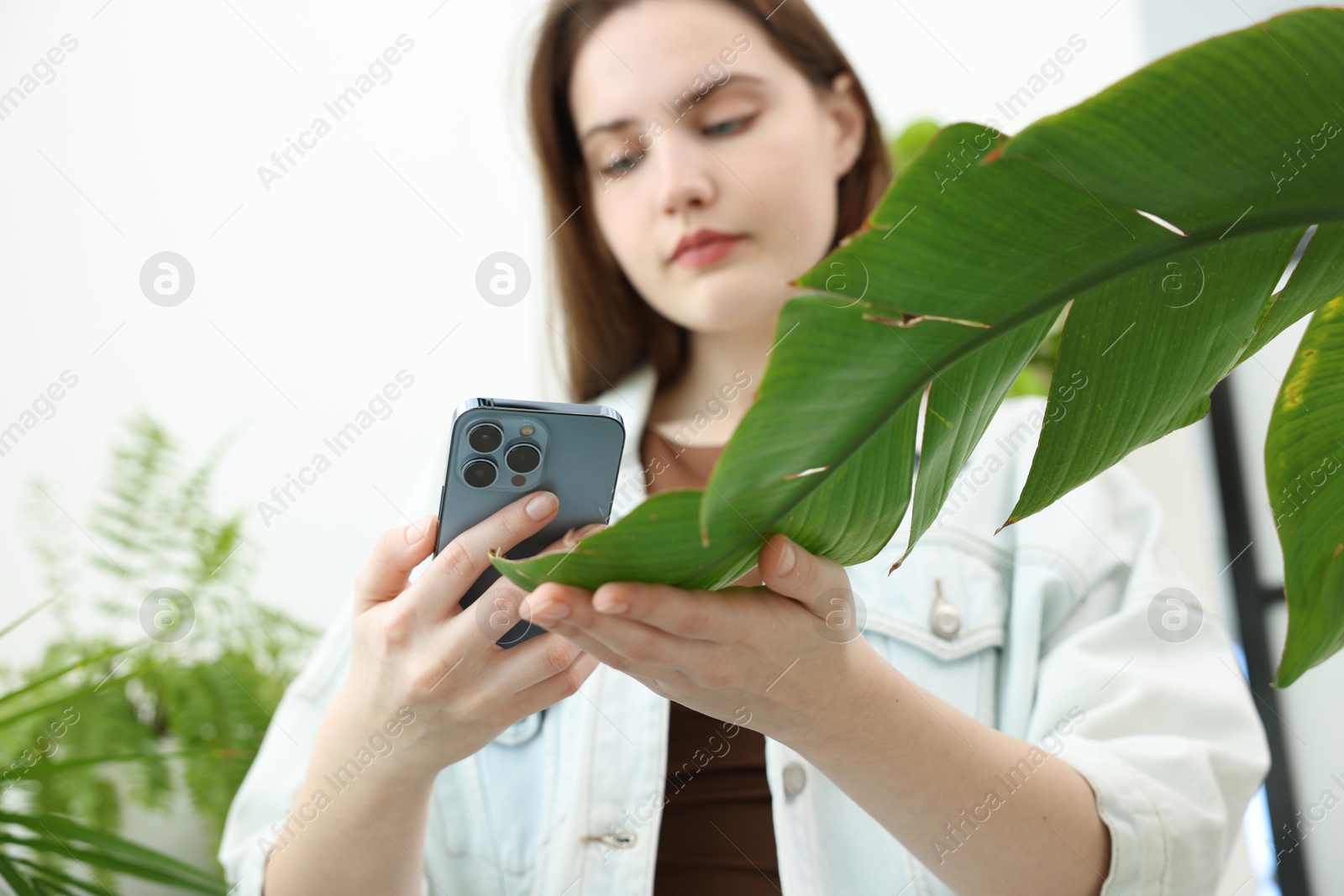 Photo of Woman using houseplant recognition application on smartphone indoors, selective focus