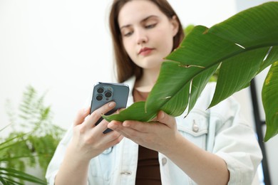 Woman using houseplant recognition application on smartphone indoors, selective focus