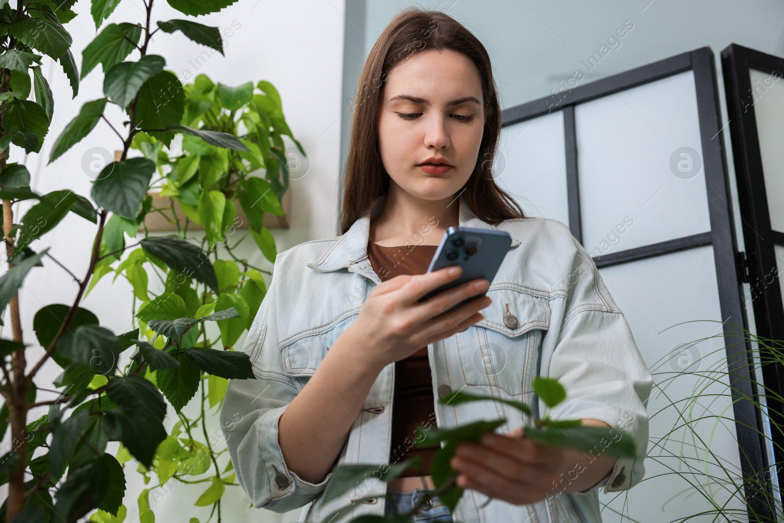 Photo of Woman using houseplant recognition application on smartphone indoors