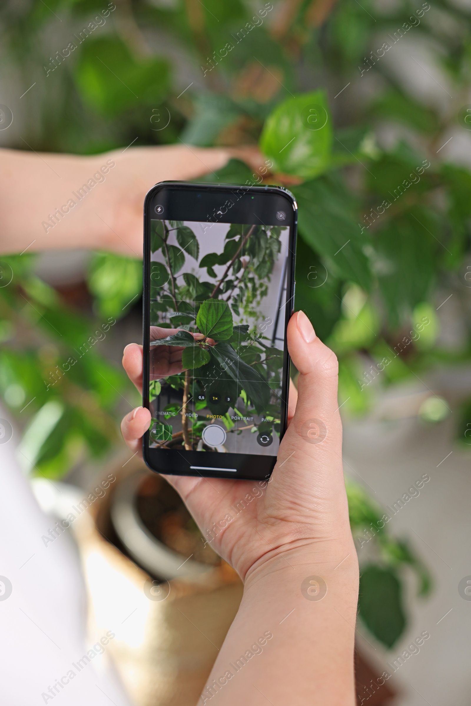 Photo of Woman using houseplant recognition application on smartphone indoors, closeup