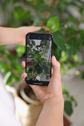 Woman using houseplant recognition application on smartphone indoors, closeup