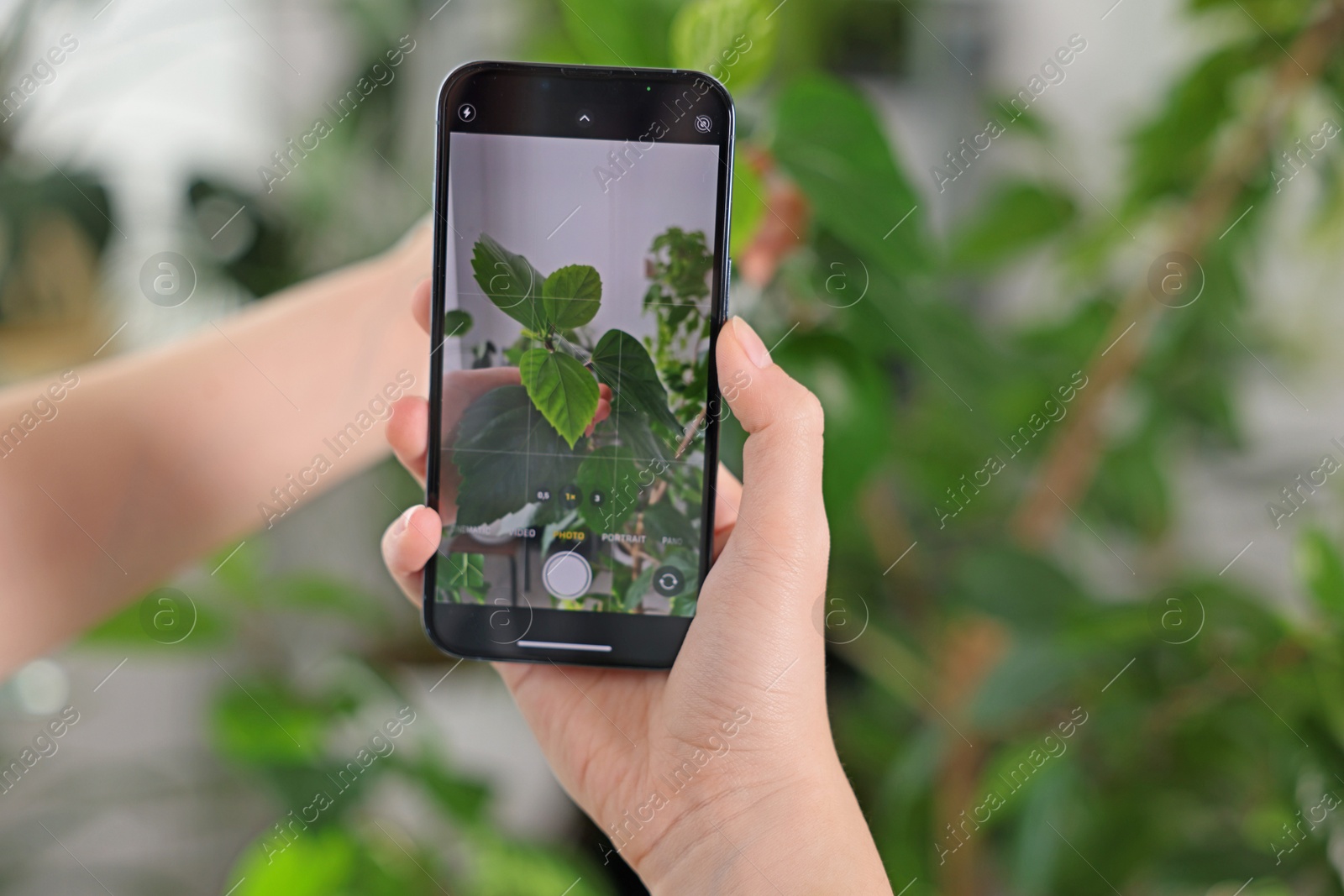 Photo of Woman using houseplant recognition application on smartphone indoors, closeup