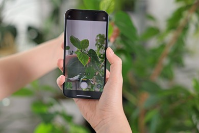 Woman using houseplant recognition application on smartphone indoors, closeup