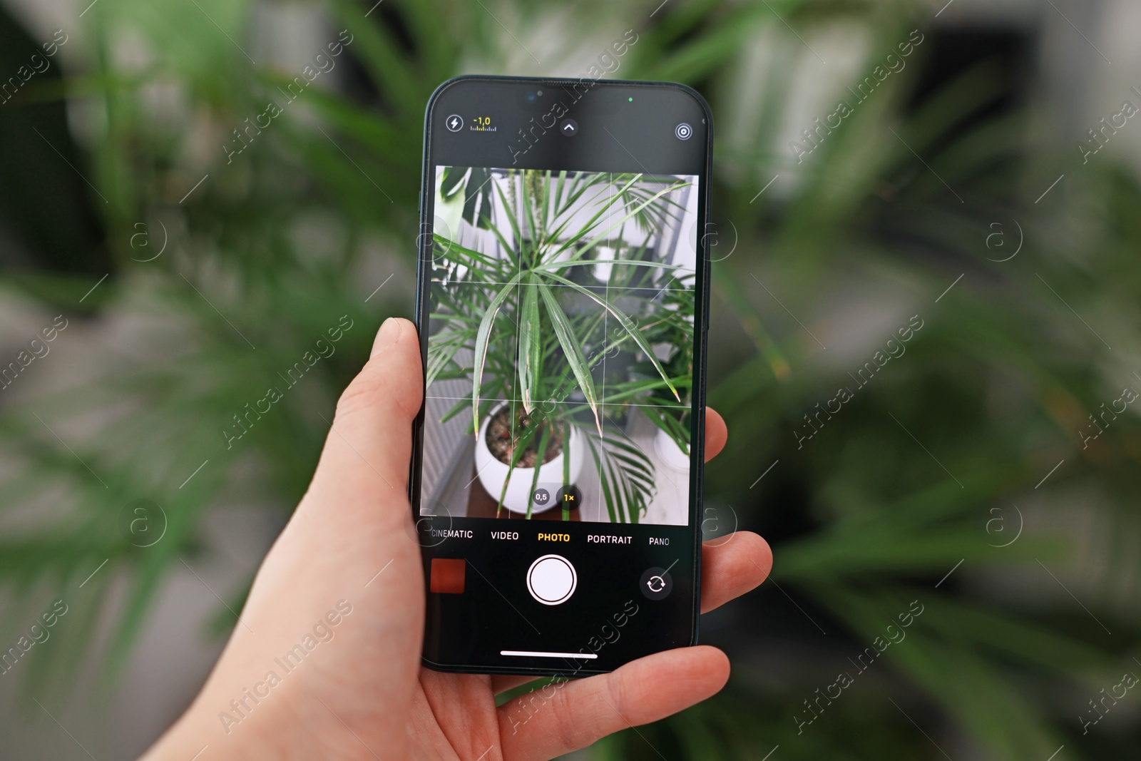 Photo of Woman using houseplant recognition application on smartphone indoors, closeup