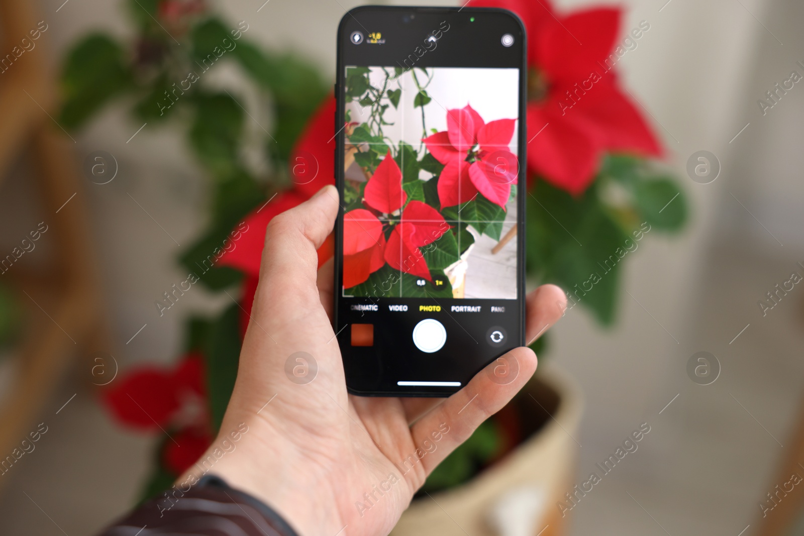 Photo of Woman using houseplant recognition application on smartphone indoors, closeup