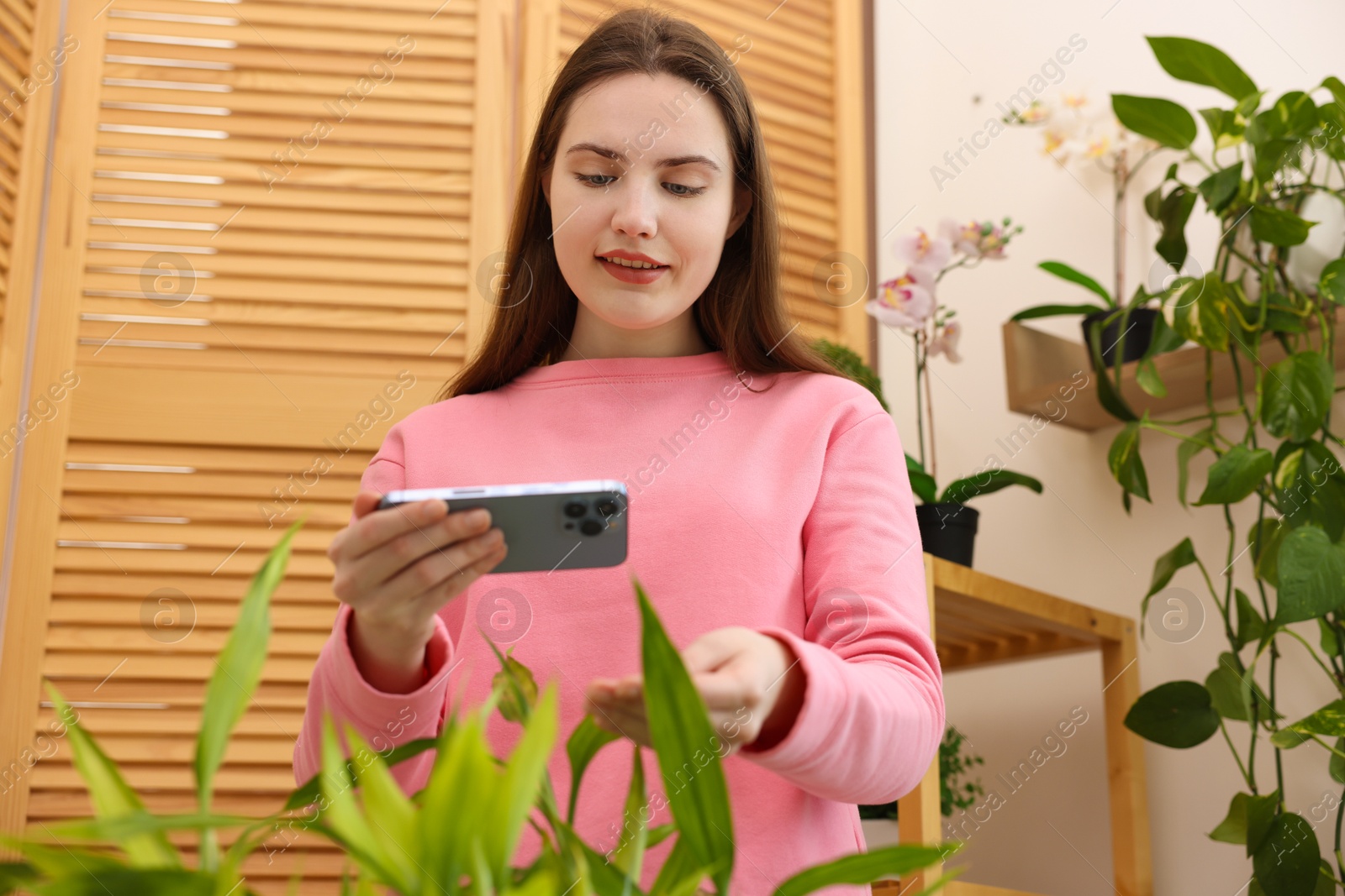 Photo of Woman using houseplant recognition application on smartphone indoors