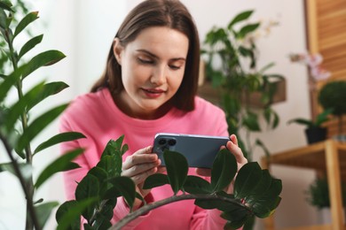 Woman using houseplant recognition application on smartphone indoors