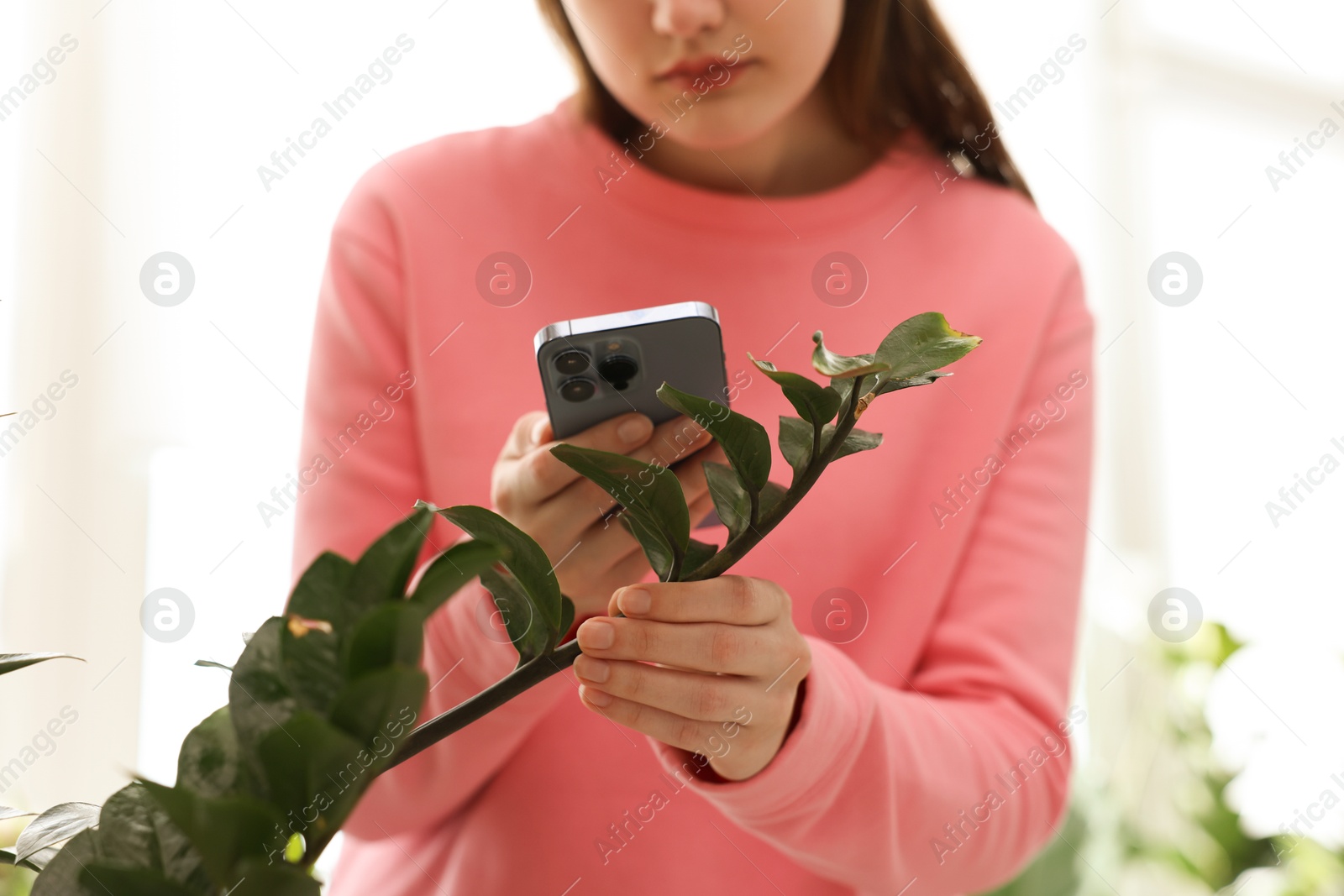 Photo of Woman using houseplant recognition application on smartphone indoors, closeup