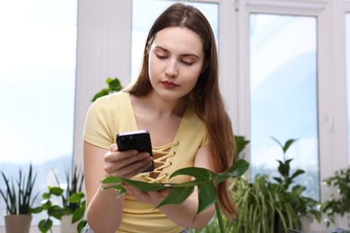 Woman using houseplant recognition application on smartphone indoors