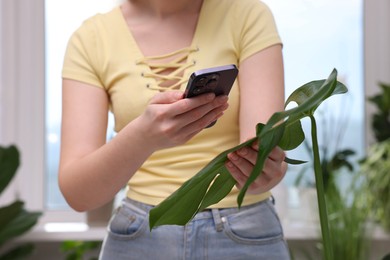 Woman using houseplant recognition application on smartphone indoors, closeup