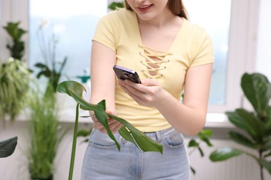 Photo of Woman using houseplant recognition application on smartphone indoors, closeup