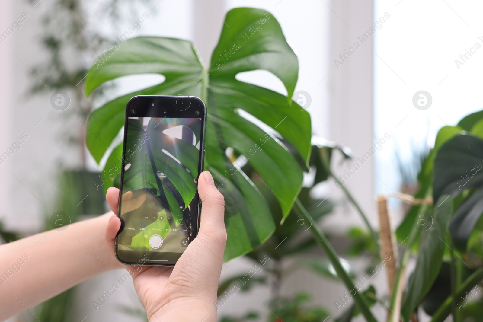 Photo of Woman using houseplant recognition application on smartphone indoors, closeup