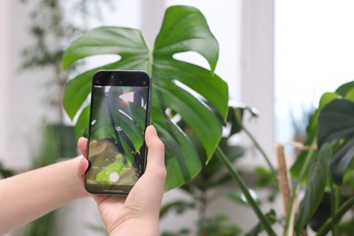 Photo of Woman using houseplant recognition application on smartphone indoors, closeup