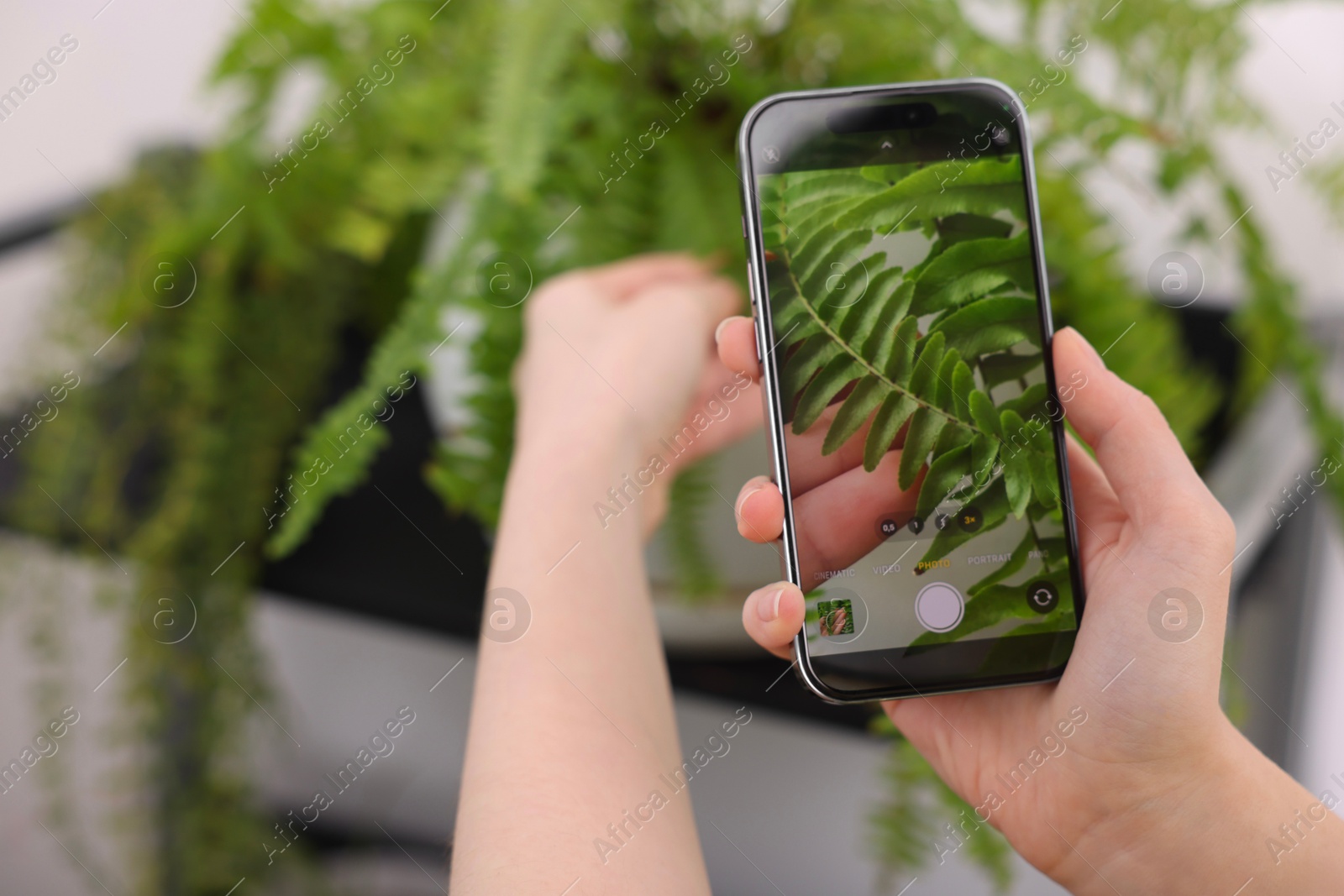 Photo of Woman using houseplant recognition application on smartphone indoors, closeup