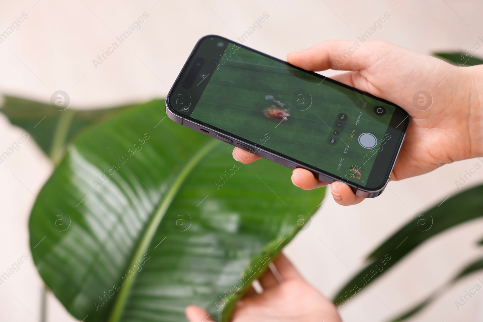 Photo of Woman scanning houseplant with smartphone to identify disease indoors, closeup