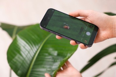 Photo of Woman scanning houseplant with smartphone to identify disease indoors, closeup