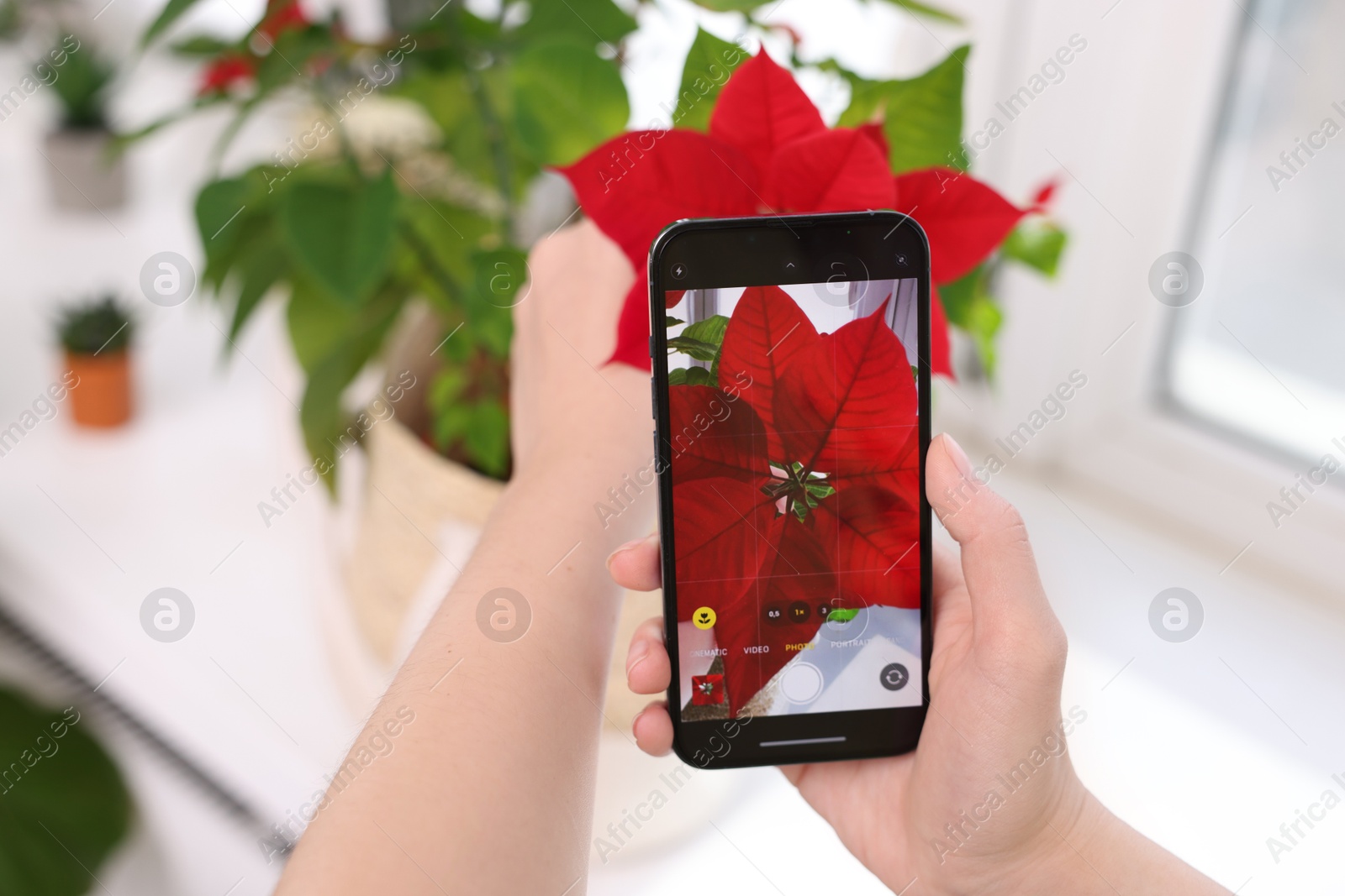 Photo of Woman using houseplant recognition application on smartphone at window sill indoors, closeup