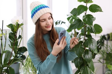 Woman using houseplant recognition application on smartphone indoors